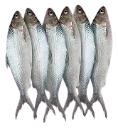 Bangus